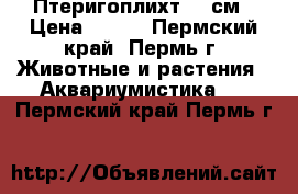 Птеригоплихт 37 см › Цена ­ 300 - Пермский край, Пермь г. Животные и растения » Аквариумистика   . Пермский край,Пермь г.